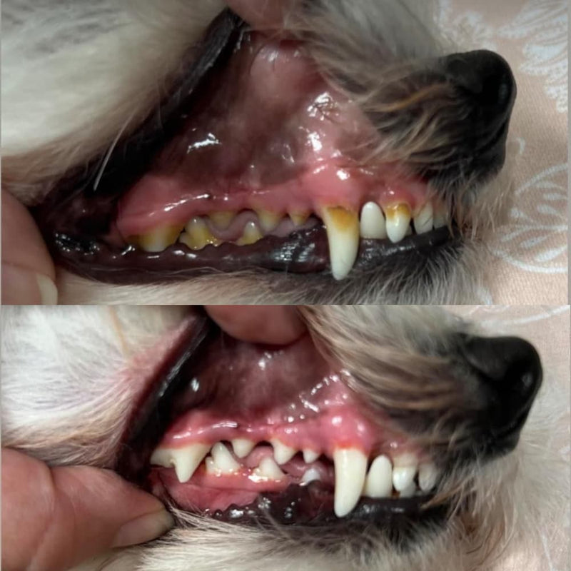 Emma & Bailey 2 Weeks with PuraPet™