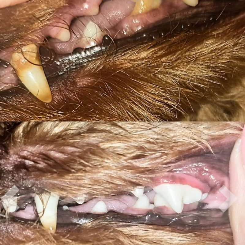 Sarah & Milo 1 Month with PuraPet™