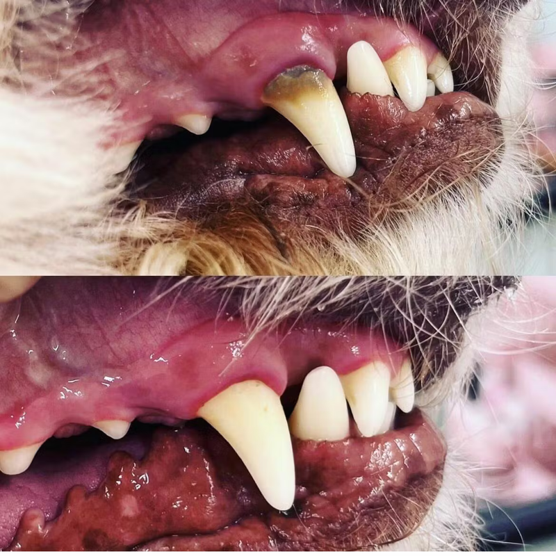 Daniel & Coco 9 Weeks with PuraPet™